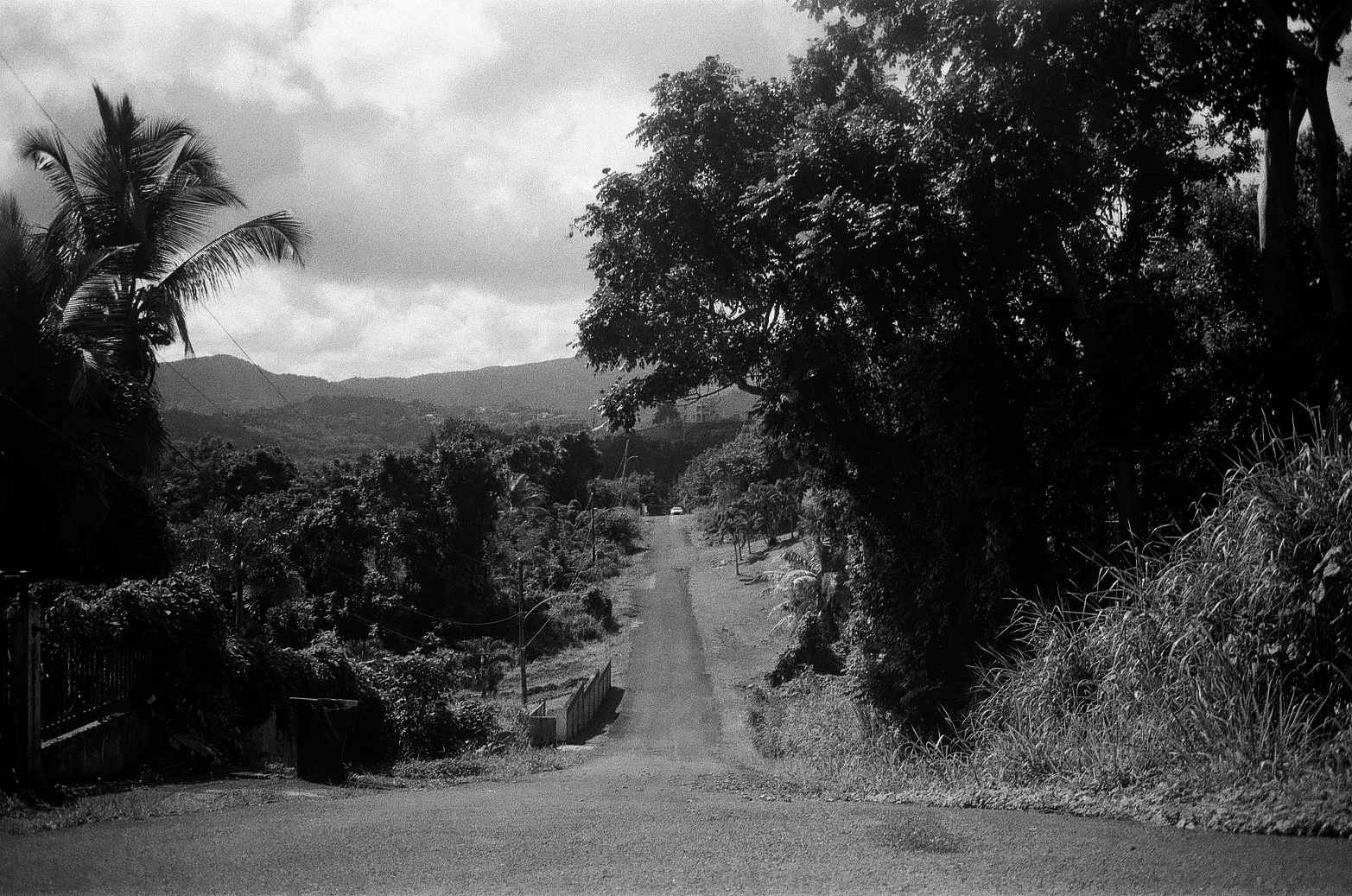 A winding road framed by trees in San Juan, Puerto Rico
